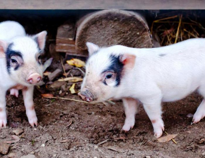 Зоопарк - Отель Country Resort / Кантри Резорт