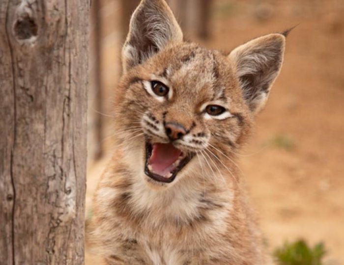 Зоопарк - Отель Country Resort / Кантри Резорт