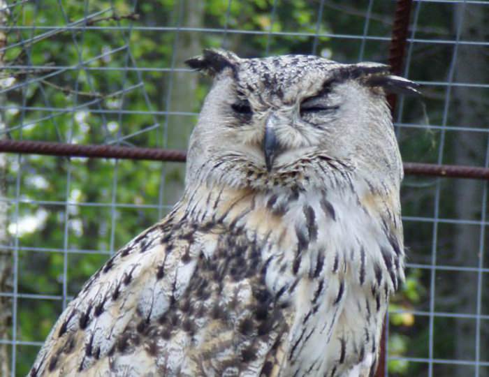 Зоопарк - Отель Country Resort / Кантри Резорт