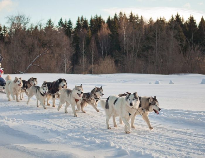 Катание на хаски - Отель Country Resort / Кантри Резорт
